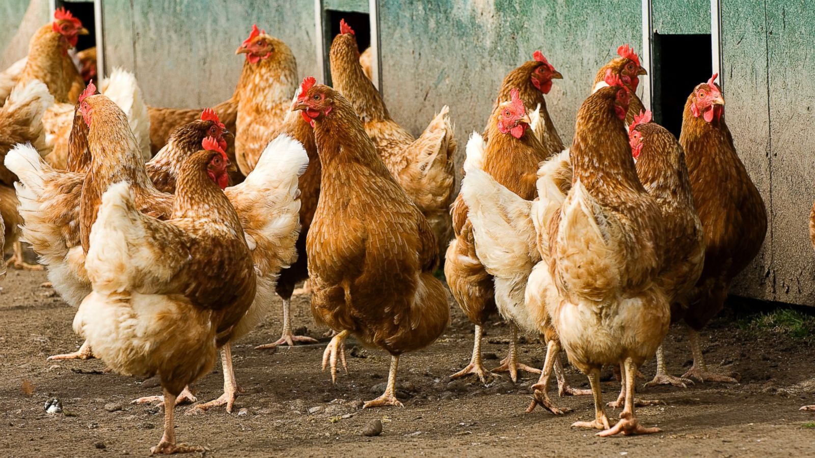 قیمت روز مرغ محلی تخمگذار دو ماهه - سپید طیور